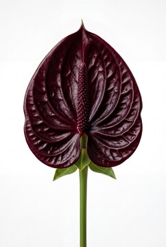 A solitary dark burgundy Anthurium flower with a textured spadix isolated on a clean white.