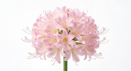Fototapeta premium A beautiful pale pink Amaryllis belladonna flower head isolated against a clean white background.