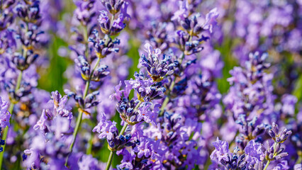 Obraz premium Lavender plants in a field during a sunny day with blue sky and green grass