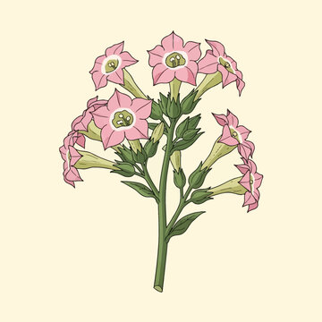 Botanical illustration of a common tobacco plant (Nicotiana tabacum) featuring clusters of pink trumpet-shaped flowers with green stems and sepals on a light cream background.