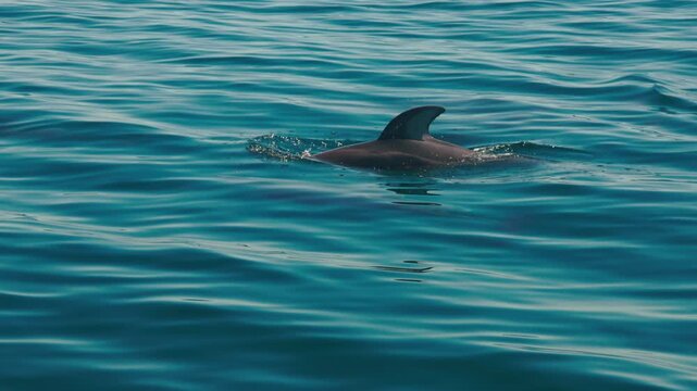 Pod of dolphins leaping and moving swiftly through deep blue turquoise waters in Baja Mexico, close to surface shot, playful marine mammals with sparkling sunlight and ocean ripples