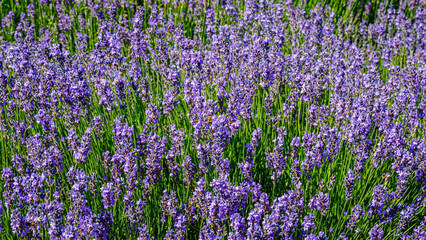 Obraz premium Lavender fields bloom vibrantly under the sun in a rural area during summer months near a small village