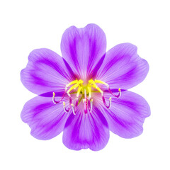 Obraz premium Purple flower with white center in full bloom