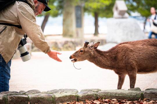 Miyajima, Japan - tourist man holds his hand out to pet a wild deer on Miyajima Island