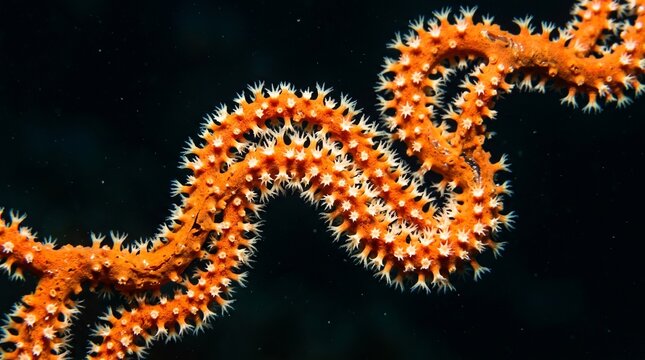Closeup of a vibrant orange whip coral with extended white polyps