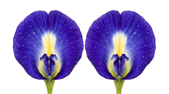 Vibrant iris flower close-up nature png gigapixel high fidelity macro shot botanical beauty