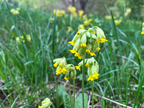 Spring primrose, or Medicinal primrose, or real primrose, or Spring primrose (Latin Pr&iacute;mula v&eacute;ris).