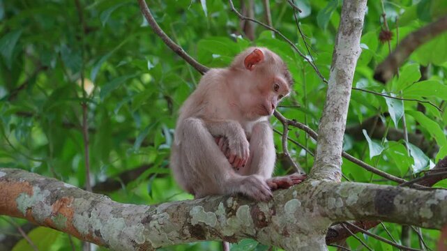 Monkey on the trees in the national park.