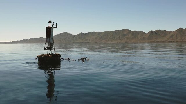 Small group of seals resting on a buoy in open water, basking in warm sunlight, some lying still while others move and interact near the gentle waves, peaceful coastal wildlife scene