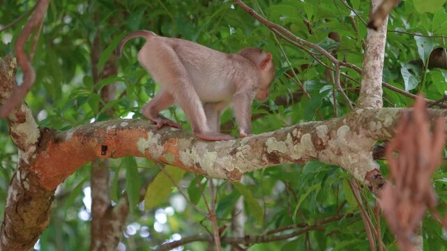 Monkey on the trees in the national park.