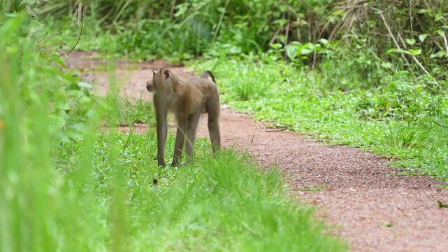 Monkey in the national park.