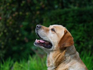Yellow labrador retriever profile portrait looking up with open mouth. © fotomaster