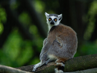 Ring-tailed lemur sitting on branch looking back at camera. © fotomaster
