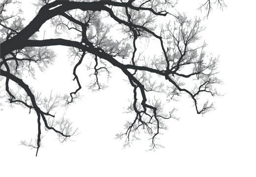 A network of bare tree branches and twigs extends gracefully across a bright white background