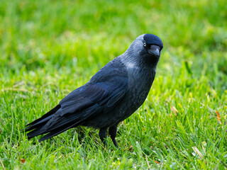 Obraz premium Western jackdaw standing on vibrant green grass looking at camera.