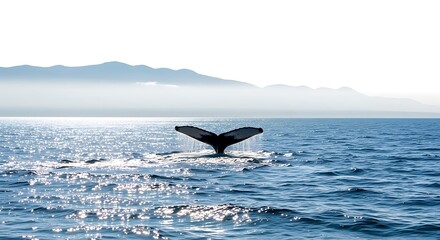 Naklejka premium Humpback whale tail fluke diving into the blue ocean water