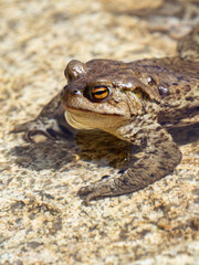 Obraz premium Common toad resting in shallow water on sunny stone riverbed.