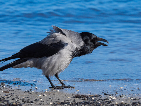 Hooded crow cawing on Baltic Sea sandy shore beach.