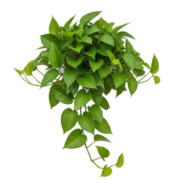 Lush pothos houseplant with vibrant green heart shaped leaves cascading downwards for interior decoration and botanical home styling concepts isolated on a transparent background