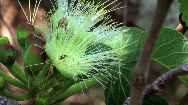 Native stingless bees pollinating a pequi flower (Caryocar brasiliense)