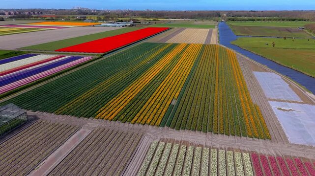 Aerial panorama of expansive Dutch agricultural fields blanketed in geometric stripes of blooming tulips in vivid red, yellow, and white, bordered by a long water canal under a clear blue sky.