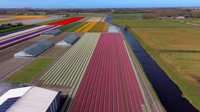 Aerial view of vibrant, colorful Dutch tulip fields in neat stripes next to greenhouses and a straight drainage canal cutting through agricultural farmlands under a clear blue sky.