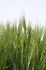 Obraz premium green wheat field