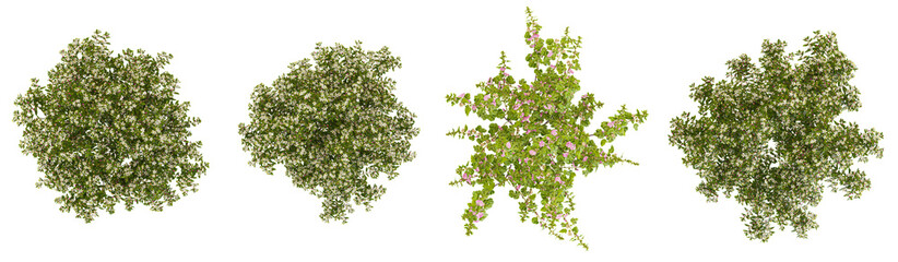 Fototapeta premium 3d illustration of Lavatera,Myrtus plants on transparent background from the top view