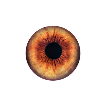 Macro photo of a brown iris of a human eye isolated on transparent background.