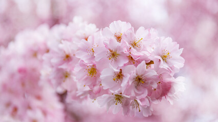 Fototapeta premium Cherry blossoms in bloom during spring in a public park