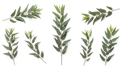 Fototapeta premium Collection of fresh eucalyptus branches