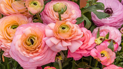 Fototapeta premium Colorful ranunculus flowers bloom in a garden during spring season with a variety of pink and orange shades