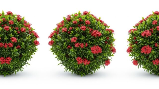 Three round topiary plants with red flowers