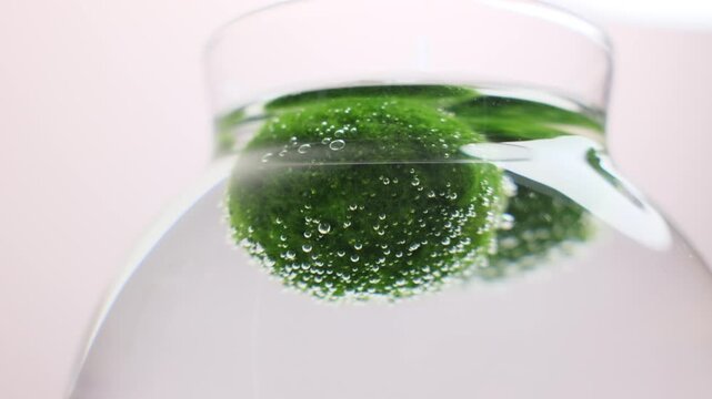 Extreme close-up of Marimo moss ball covered in tiny air bubbles. Aesthetic green texture and crystal clear water creating a peaceful, zen-like botanical atmosphere.