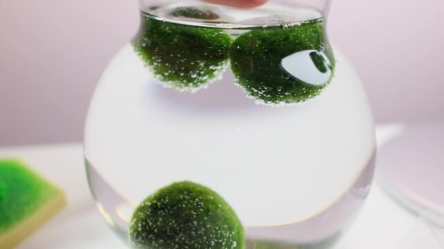 Hand gently interacting with green Marimo moss balls in water. Highlighting the soft texture and oxygen bubbles of this unique aquatic plant in a minimalist interior.