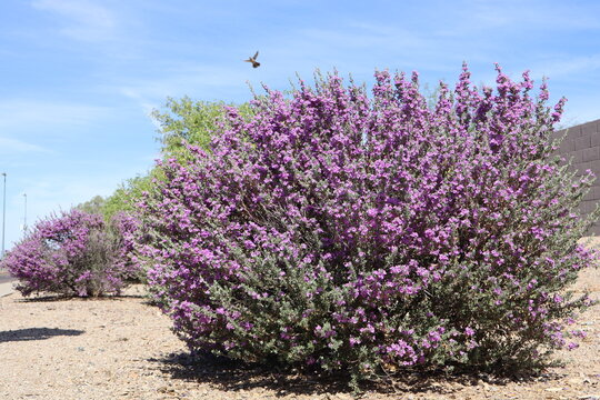 Texas sage shrub (scientifically known as Leucophyllum frutescens), a drought-tolerant evergreen native to the southwestern United States and northern Mexico