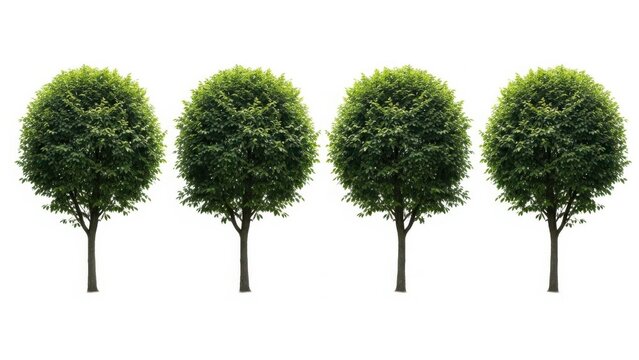 Four round topiary trees in a row