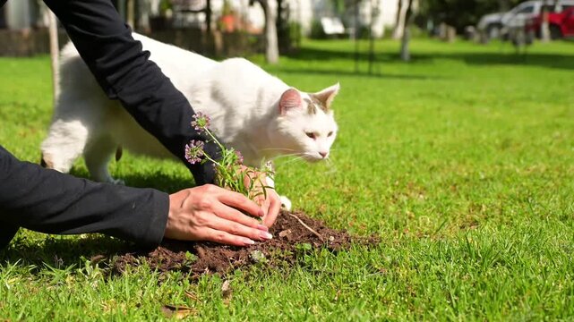 4k video of a woman planting a small purple flower on the floor while her white cat keeps her company in the garden
