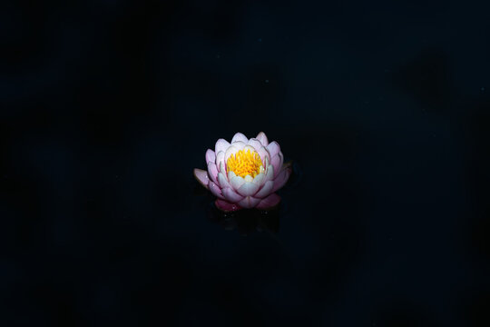 waterlily or lotus flower  in the pond on a dark background.. Shallow depth of field.