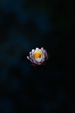 waterlily or lotus flower  in the pond on a dark background. Shallow depth of field.