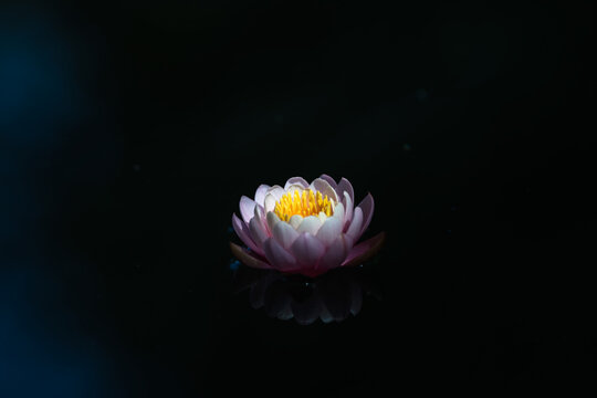 waterlily or lotus flower  in the pond on a dark background.. Shallow depth of field.