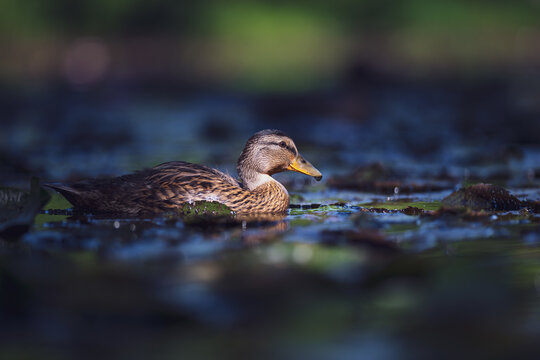 Mallard (Anas platyrhynchos) swimming among the water lilies