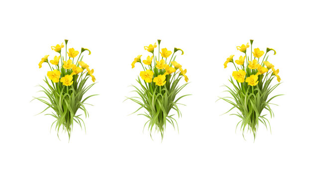 Three yellow flower clusters on black background, yellow flowers isolated