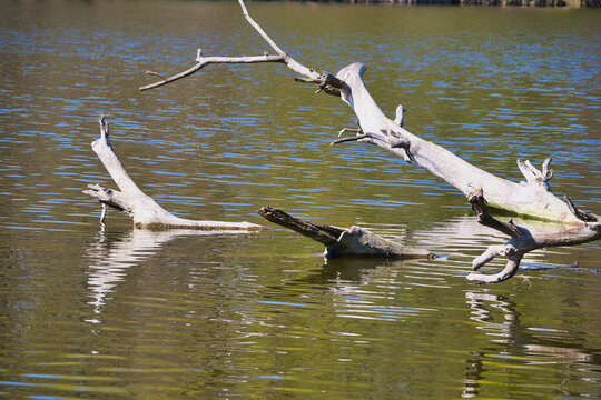 part of a large, dead tree sticking out of the water of the Cybina River