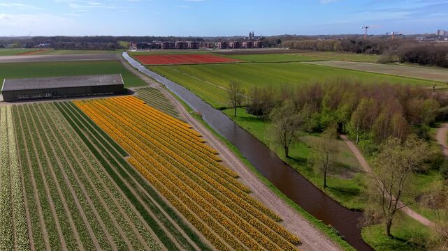 Aerial perspective of striped Dutch flower fields with yellow and white blooms next to a large farm barn, separated by a long canal from a green park with trees under a bright sky.