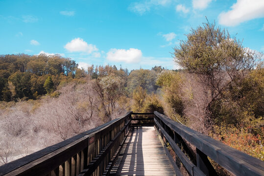 Rotorua, New Zealand: Empty wooden boardwalk trail perspective at Te Puia through native volcanic thermal bush reserve valley under a bright blue sky.