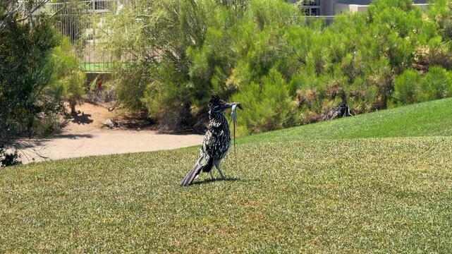 Arizona roadrunner with lizard prey on golf course green, shallow depth of field wildlife action..