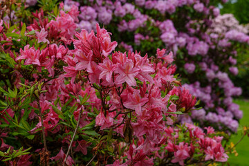 Obraz premium frühling in Cornwall