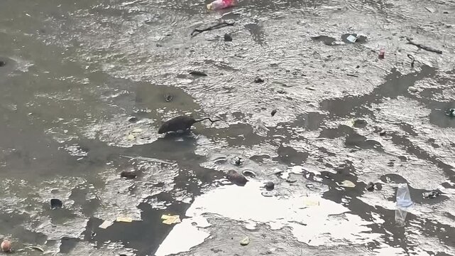 High-angle shot of a single brown rat scurrying across a wet, dirty surface covered in various litter and waste.