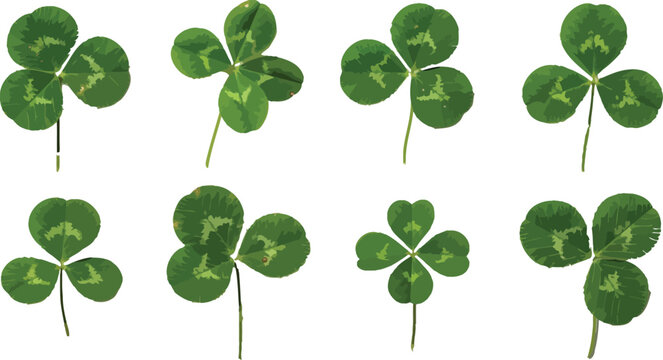 Set of green clover leaves with three and four leaflets isolated on white background vector illustration